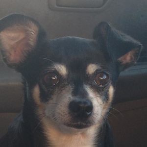 Meet your Posher, Mai